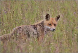 <p>LIŠKA OBECNÁ (Vulpes vulpes)</p>